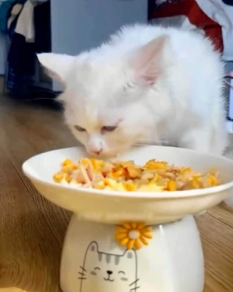 Cat Glued to Board in Snow Rescued by Family