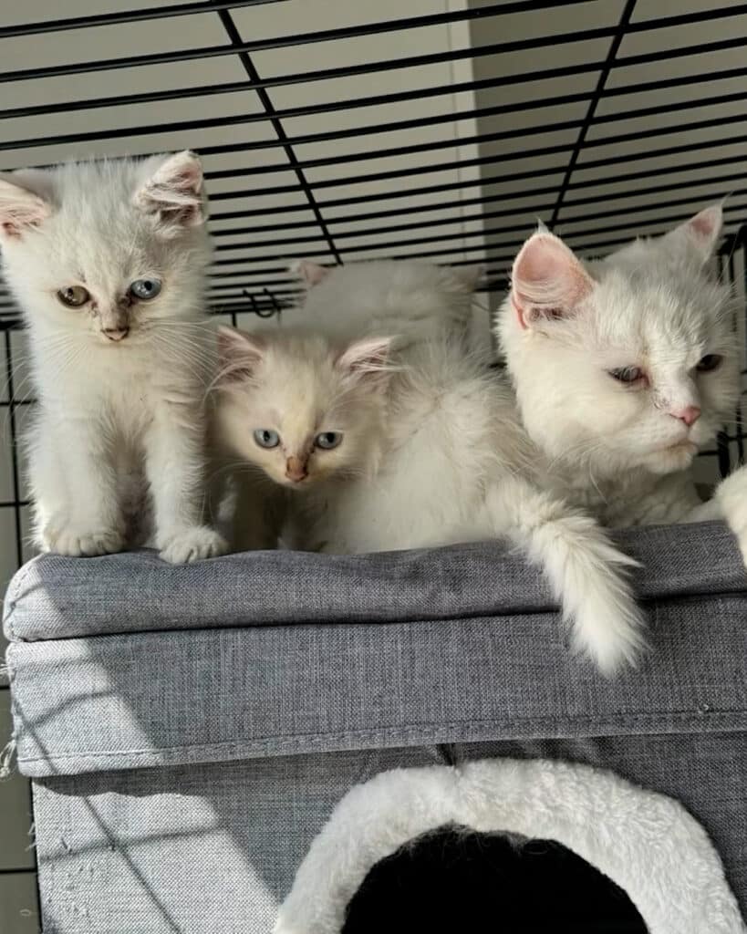 Abandoned Cats Rescued, Now Living in Loving Home