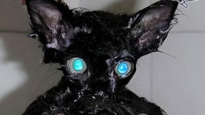 Ojos Azules: The Rare Blue-Eyed Cat Breed