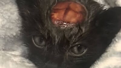 Cat’s Shocking Stage Stunt Ends in Tragedy