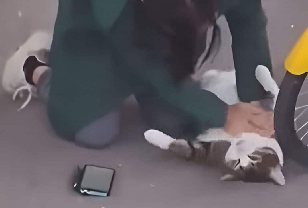 Lady Performs CPR on Cat at Roadside