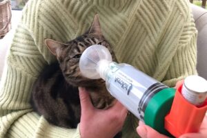 Feline Asthma: My Cat Oreo’s Journey to Recovery