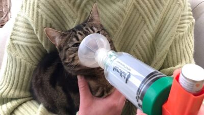 Feline Asthma: My Cat Oreo’s Journey to Recovery