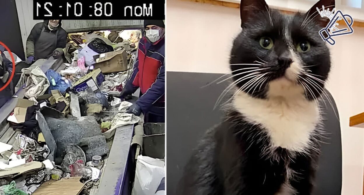 Rescuing a Cat Dumped in the Trash