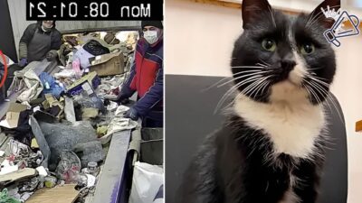 Rescuing a Cat Dumped in the Trash