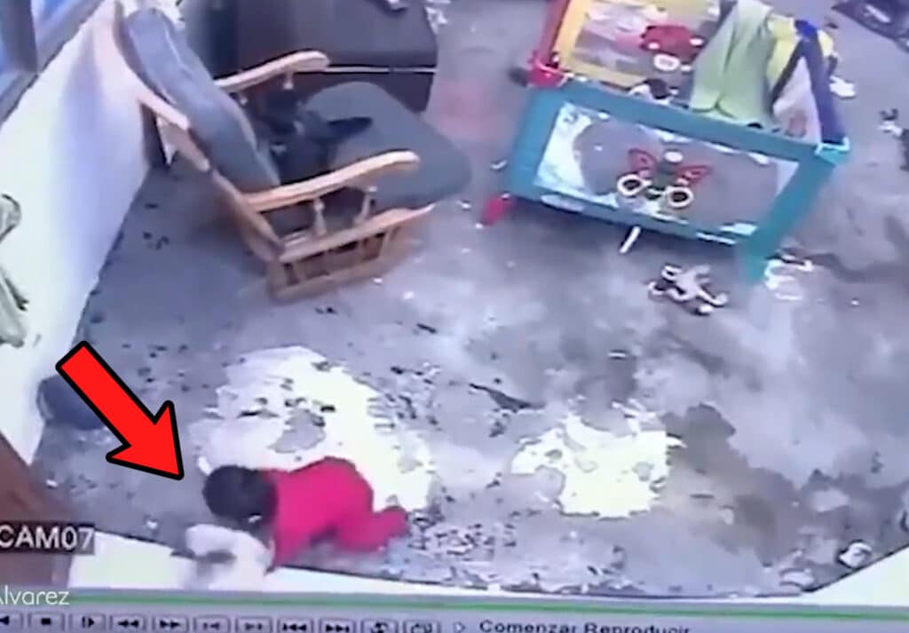 Hero Cat Saves Toddler from Falling Down Stairs