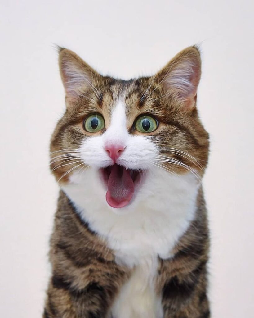 Rexie the Adorable Cat Wins Hearts Online