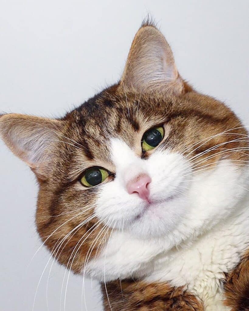 Rexie the Adorable Cat Wins Hearts Online