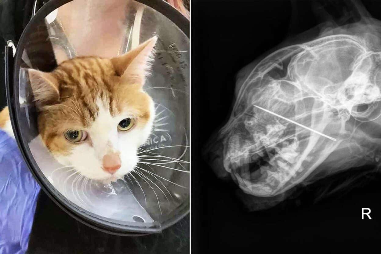 Cat Swallowed a Needle: A Shocking Discovery