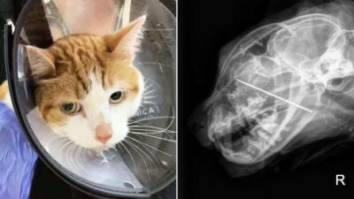 Cat Swallowed a Needle: A Shocking Discovery