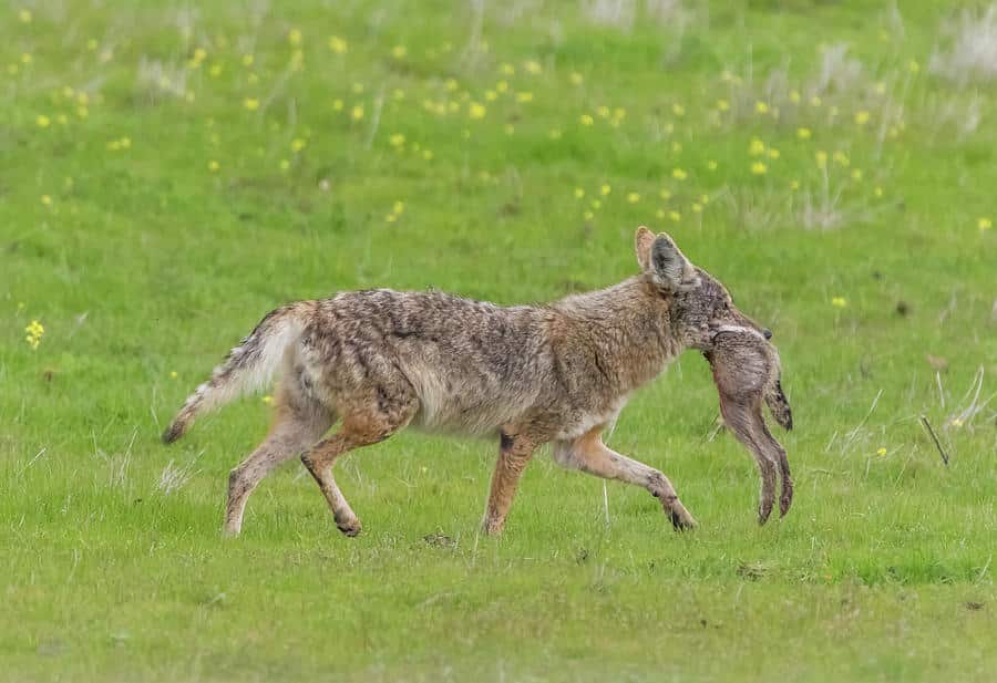 coyote with prey marc crumpler