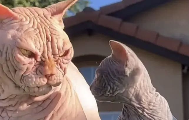 Bully Cats – An Unearthly Cross between Sphynx Cat and Bull Dog