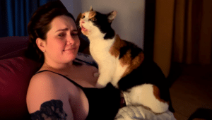 Why Cats Are Overly Friendly with Favorite Humans