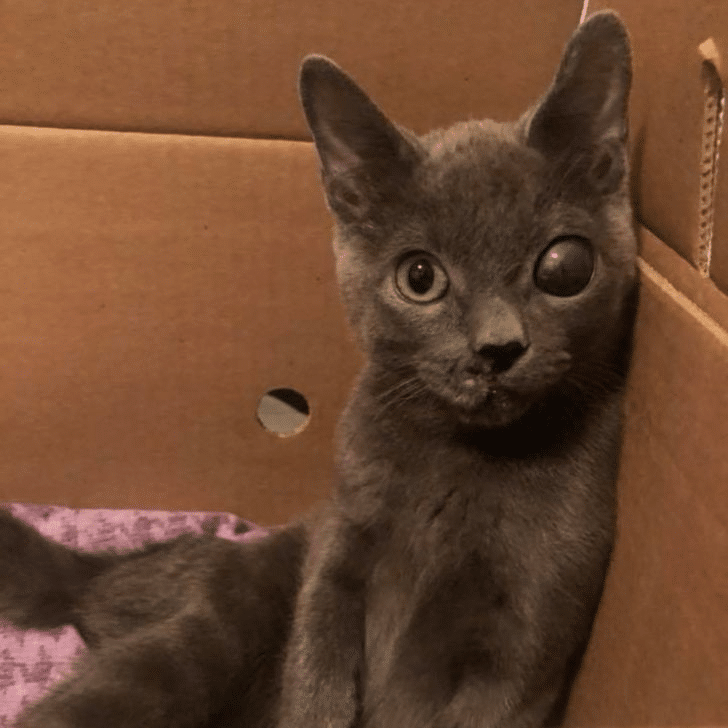 Abused Kitten Purrs Despite Pain, Finds Love