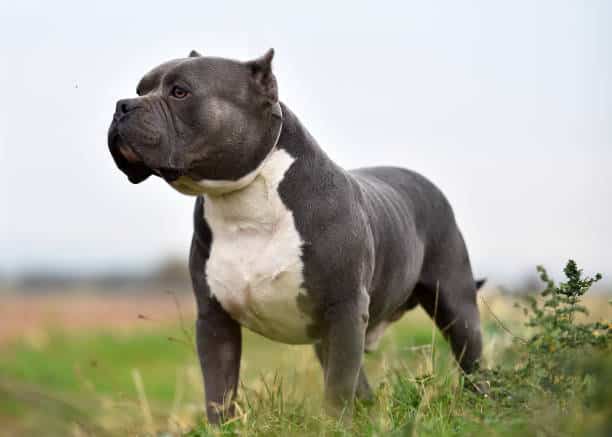 Big american bully dog