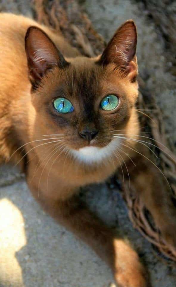 Ojos Azules: The Rare Blue-Eyed Cat Breed