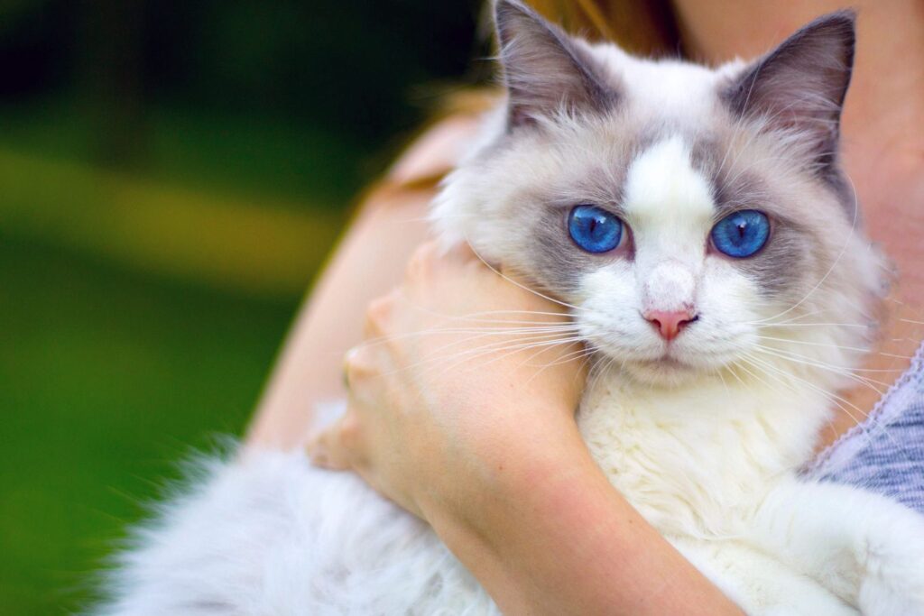 Ojos Azules: The Rare Blue-Eyed Cat Breed