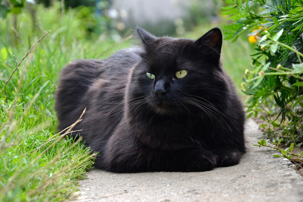 Portrait,Of,Thick,Long,Hair,Black,Chantilly,Tiffany,Cat,Relaxing